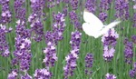 ラベンダーと蝶　Photograph gallery lavender and butterfly